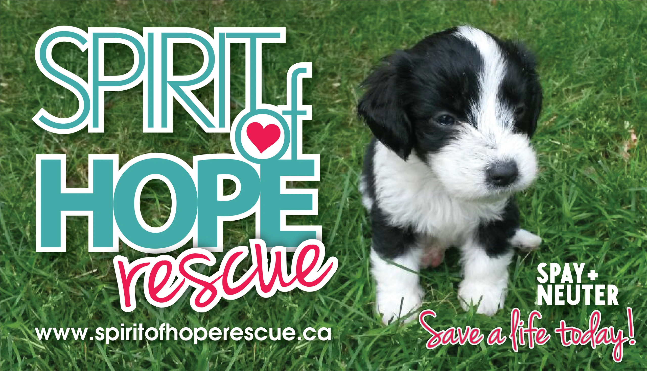 Spirit animal rescue cheap